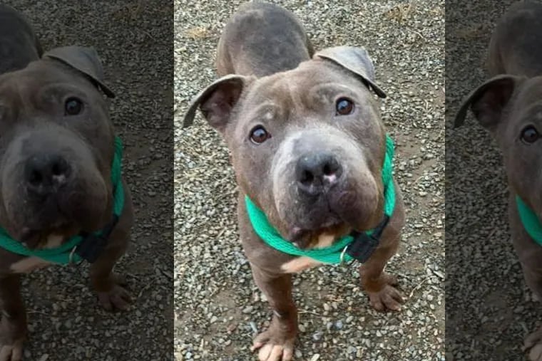 Animal shelter ACCT Philly is offering $2,500 for information on missing pit bull Max. The dog was last seen at the shelter on Dec. 2.