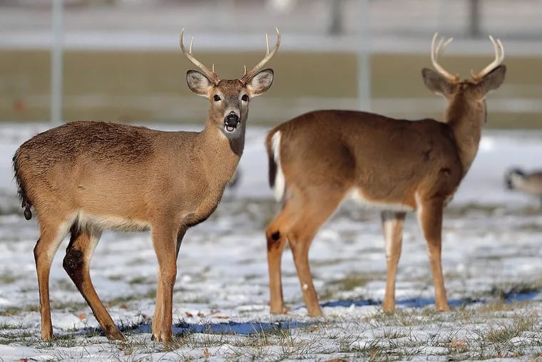 File. Deer at FDR Park in Philadelphia in January. DAVID MAIALETTI / Staff Photographer