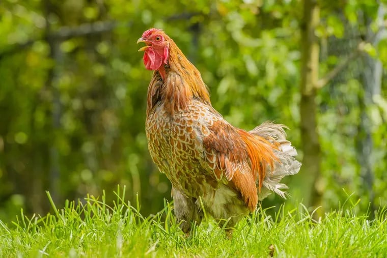 The U.S. Centers for Disease Control and Prevention is warning about a multi-state salmonella outbreak related to live poultry.