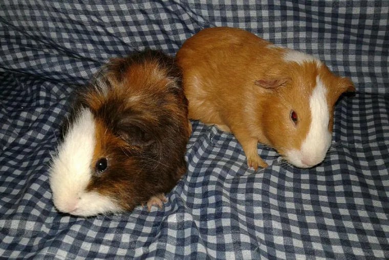 Guinea pigs Creamsicle and Pudge were found in the woods in South Jersey.