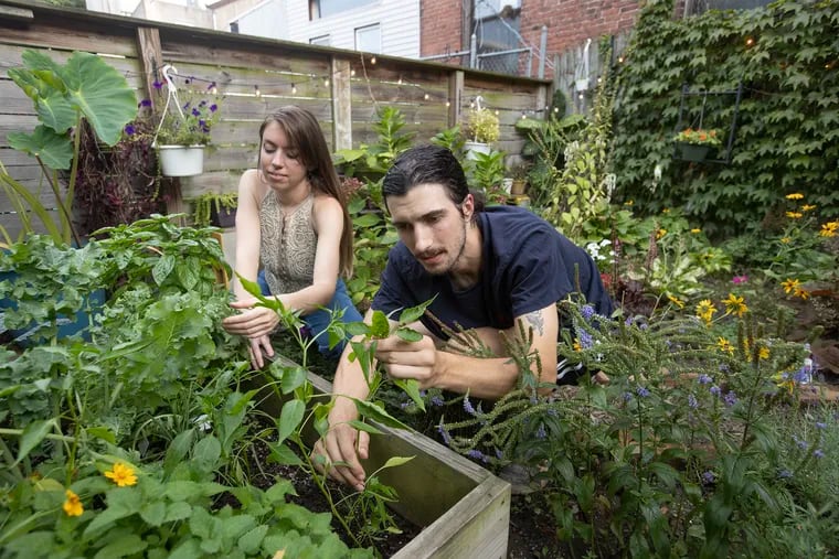 Kathleen Stull and Chris Pickwell work in the garden behind their Bella Vista rowhouse. The garden includes annuals, perennials, vegetables, herbs, and flowers in a raised bed and in pots.