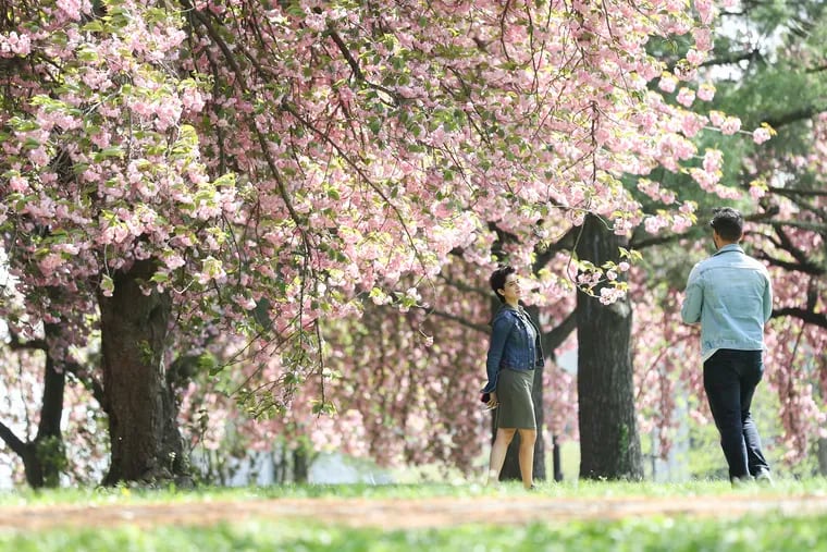 Akansha Sareen, left, and Vikram Patnaik take photos among the cherry blossom trees behind the Please Touch Museum in Philadelphia as they enjoy the breezy weather.