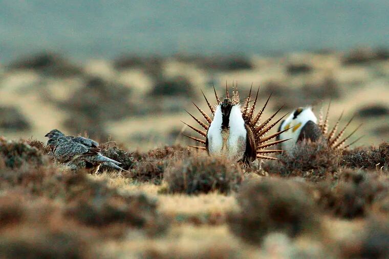 File - This April 10, 2014 file photo shows a male sage grouse trying to impress a group of hens, at left, near the base of the Rattlesnake Range in southwest Natrona County, Wyo. Four conservation groups have asked a judge to block a Trump administration plan allowing drilling, mining and other activities in seven western states they say will harm sage grouse. Western Watersheds Project and other groups asked for the injunction in U.S. District Court in Idaho late last week for Idaho, Wyoming, Utah, Colorado, Nevada, California and Oregon. (Alan Rogers/The Casper Star-Tribune via AP, File)
