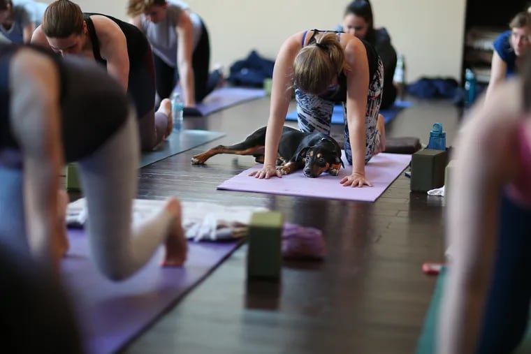 Noah finds a spot on the mat of Kim Cohen during a Puppy Yoga session at Amrita Yoga and Wellness, part of a monthly series with Morris Animal Refuge.