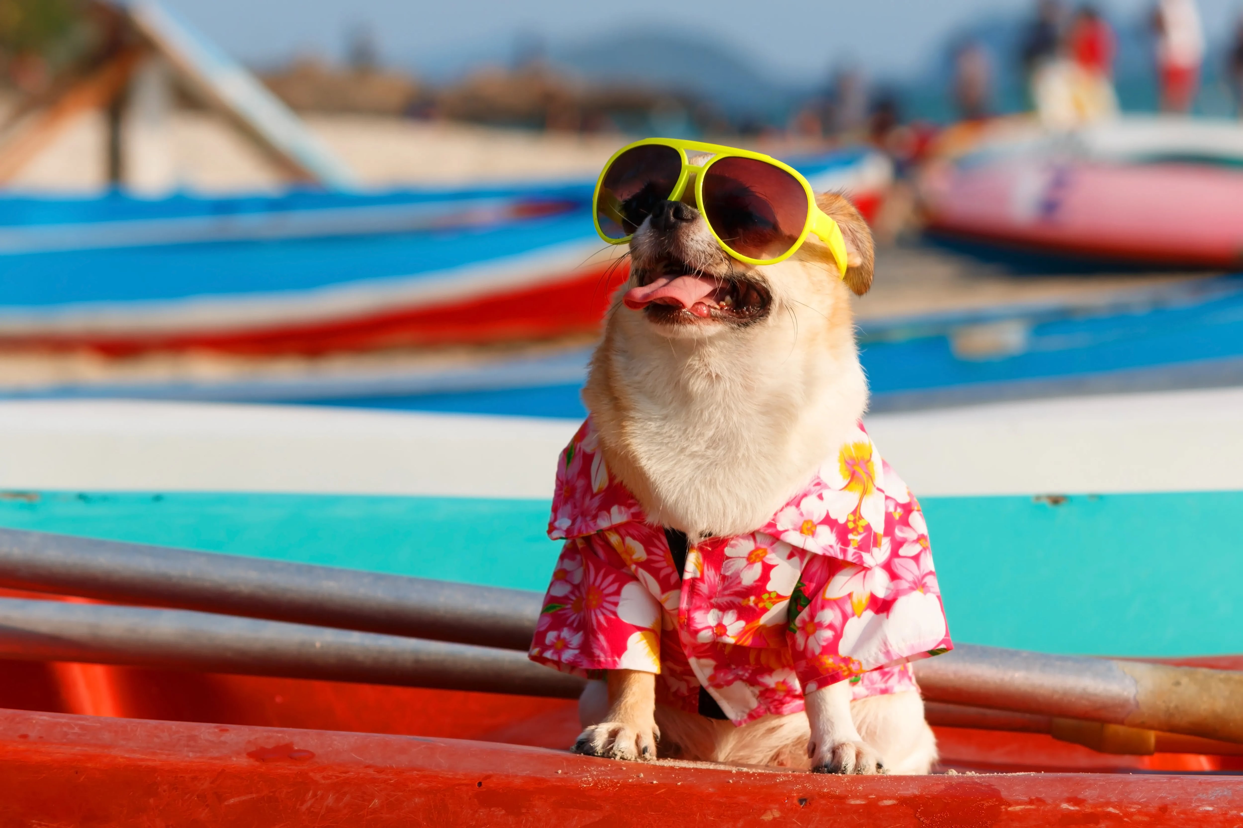 Chihuahua wearing pink flower shirt and sunglasses on the beach.