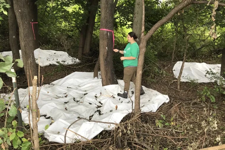 Caryn Michel, a research technician with the Department of Entomology at Penn State University, looks at the number of spotted lanternfly that have collected on a tree in the Norristown Farm Park.