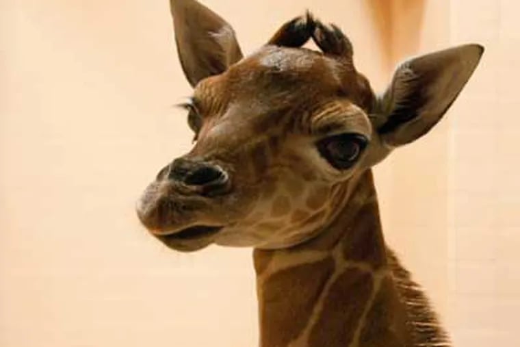 The baby giraffe is the first born at the Zoo in 13 years and is the first offspring of Stella, 9, and Gus, 4.