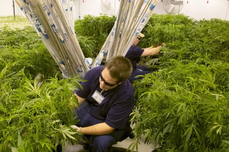 In a growing room at Compassionate Sciences Alternative treatment center, the new marijuana dispensary and grow site in Bellmawr, Alec Mog and colleagues trim marijuana plants, a week before it opens, becoming the second in South Jersey, in 2015.