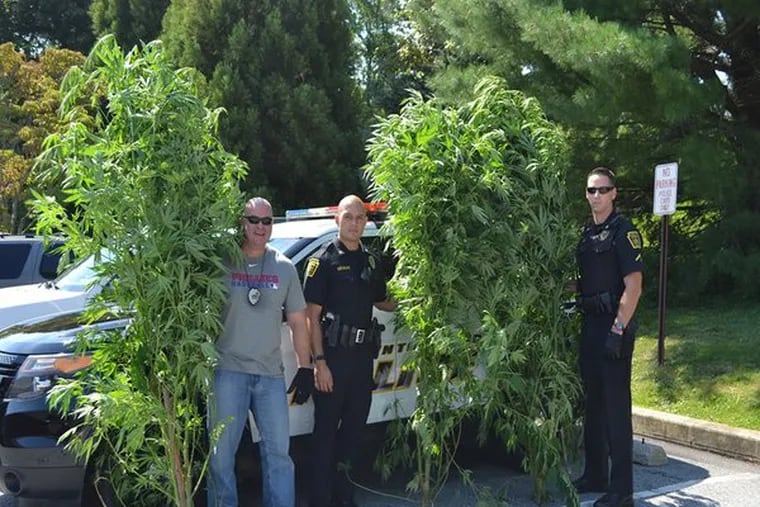 Newtown Township police officers (from left) Bill Moor, Johnny Edelblute, and Todd Welch with a haul of contraband marijuana plants they say were discovered Friday on public land in the township’s Florida Park section. (Newtown Township Police)