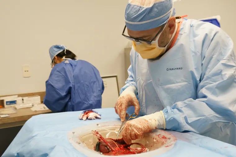 Dr. David J. Reich, right, a professor and chief of transplantation at Drexel University and Hahnemann University Hospital,  rejuvenates a donor liver that would otherwise be discarded, due to the length of time between collection and use, at the Gift of Life organ bank., in Philadelphia, September  5, 2018. JESSICA GRIFFIN / Staff Photographer