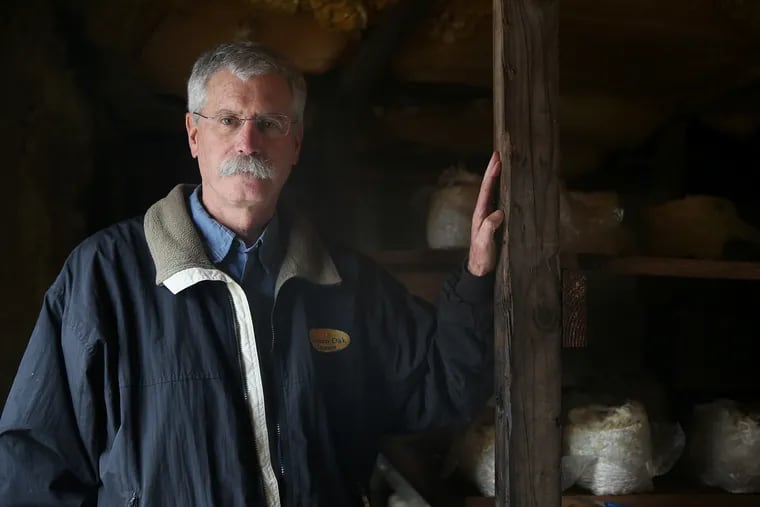 Oakshire Mushroom Farm President Gary Schroeder in one of his company's growing rooms in Kennett Square. The company recently filed for Chapter 11 bankruptcy after losing business to shiitake mushroom logs being imported from overseas.