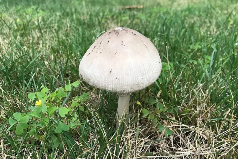 A mushroom growing on a Cherry Hill lawn after recent heavy rains.