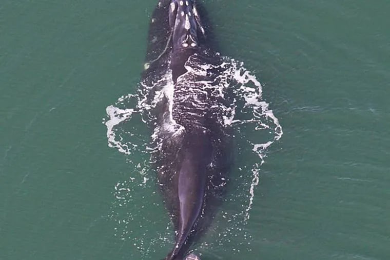 A right whale near the surface. Photo: NOAA