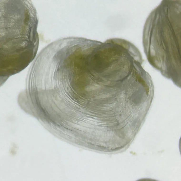 A closeup image of a 30-day-old Eastern Pondmussel at the Fairmount Water Works freshwater mussel hatchery.