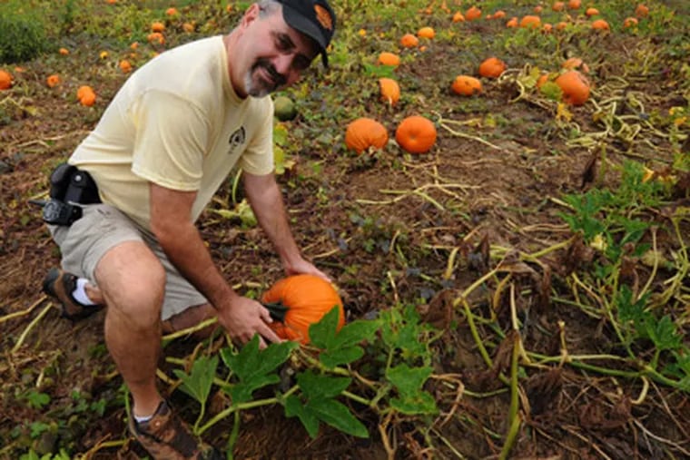 Co-owner Eric Johnson in a pumpkin field at Johnson's Corner Farm in Medford, N.J. (April Saul / Staff Photographer)