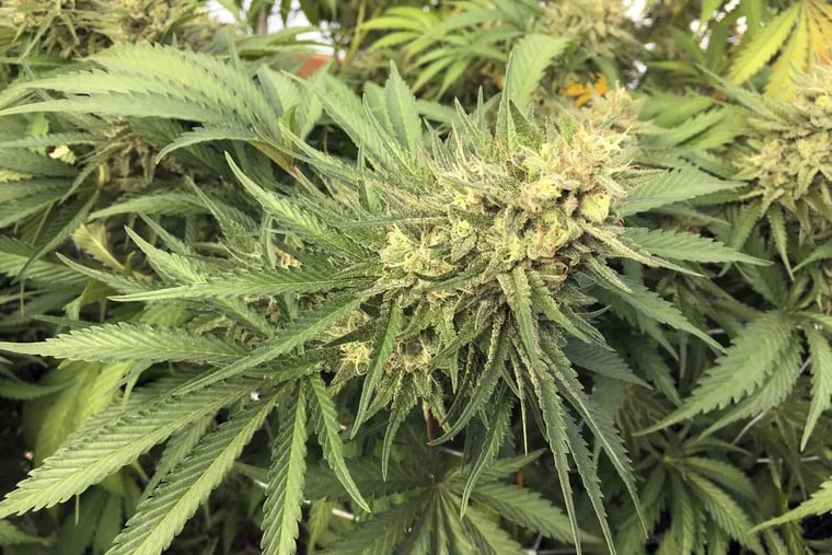 FILE – A marijuana flower before harvesting.