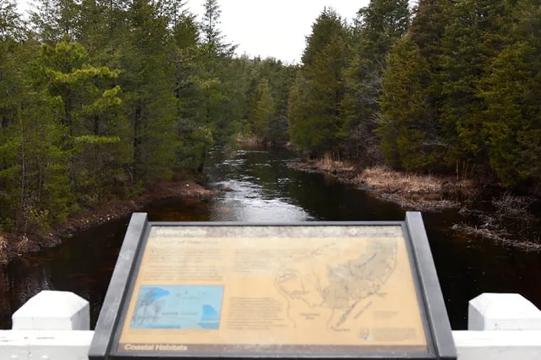 Cedar Creek, with an interpretive sign in Double Trouble State Park on January 16, 2014. When Superstorm Sandy blew into New Jersey, it damaged more than buildings, boardwalks and cars. It also smashed the state's threatened and valuable Atlantic white cedars. The state has begun cutting up the trees and reclaiming the valuable wood as it makes way for hundreds of seedling to take their place. (TOM GRALISH/Staff Photographer)