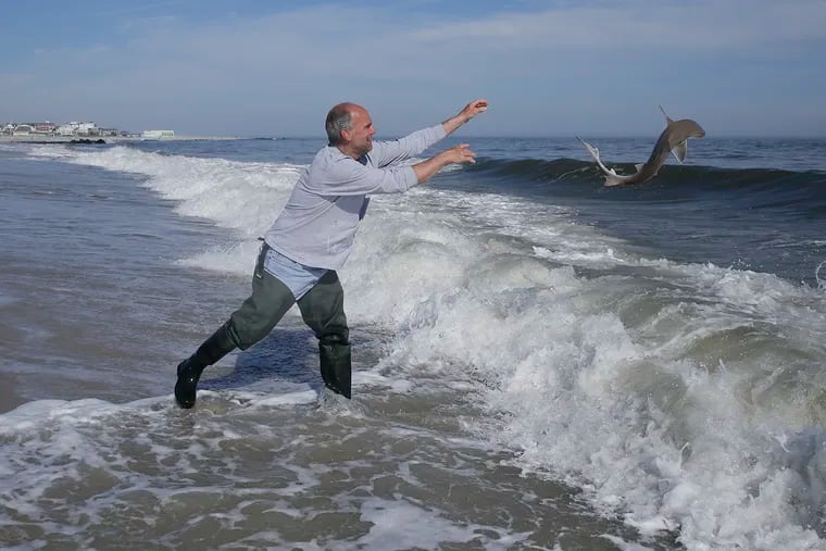 Bob Pacella of Cape May throws back a sand shark he caught while fishing on the beach in Cape May, NJ on May 3, 2020. Cape May opens its beaches amid the coronavirus pandemic.