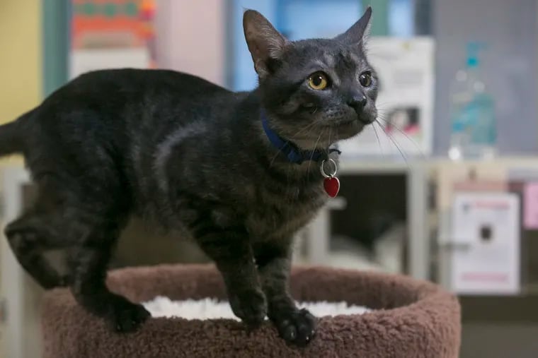 Charlie, 2, plays on a scratching post at the Bucks County SPCA in New Hope. Last November, he was one of 31 cats and 5 parrots seized from a Bristol apartment. Animal cruelty charges are being pursued by the SPCA.