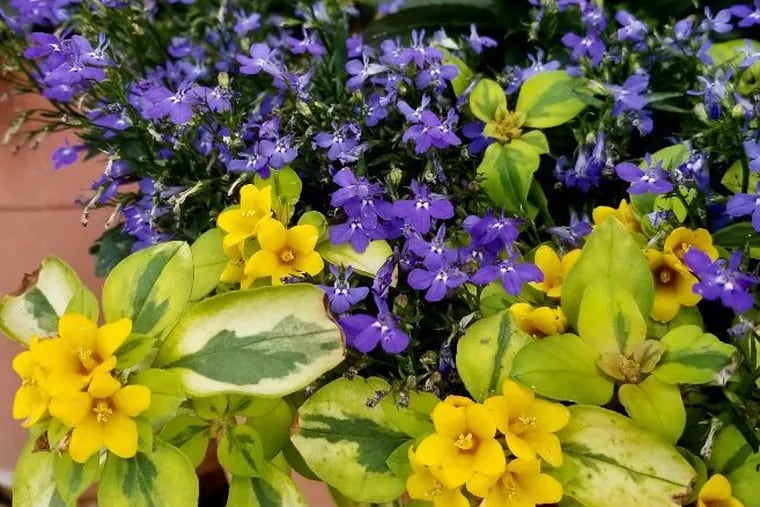 Waikiki Sunset lysimachia and waterfall blue lobelia create a complementary partnership in this mixed container.
