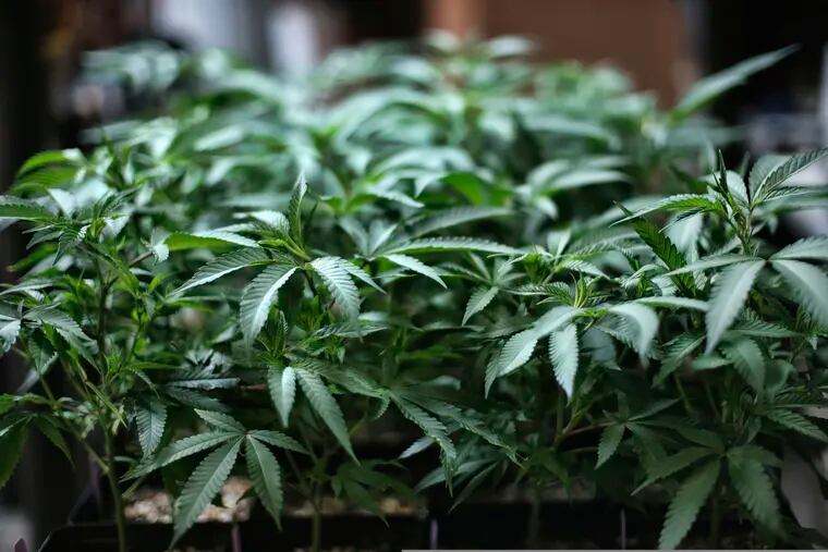Marijuana grows at an indoor cannabis farm in Gardena, Calif., in August.