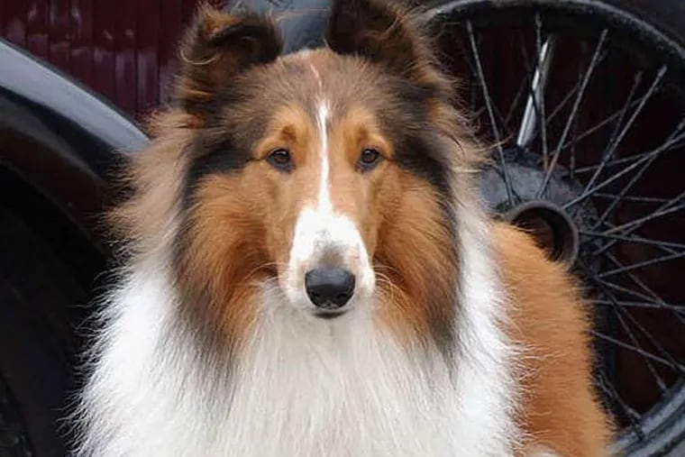Lassie in Wicklow, Ireland, in 2005, for the remake of the 1943 movie "Lassie Come Home."