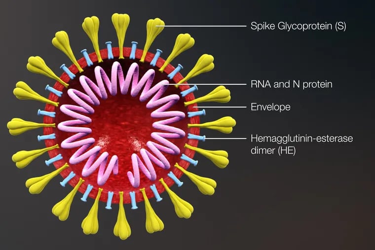 A depiction of the coronavirus.