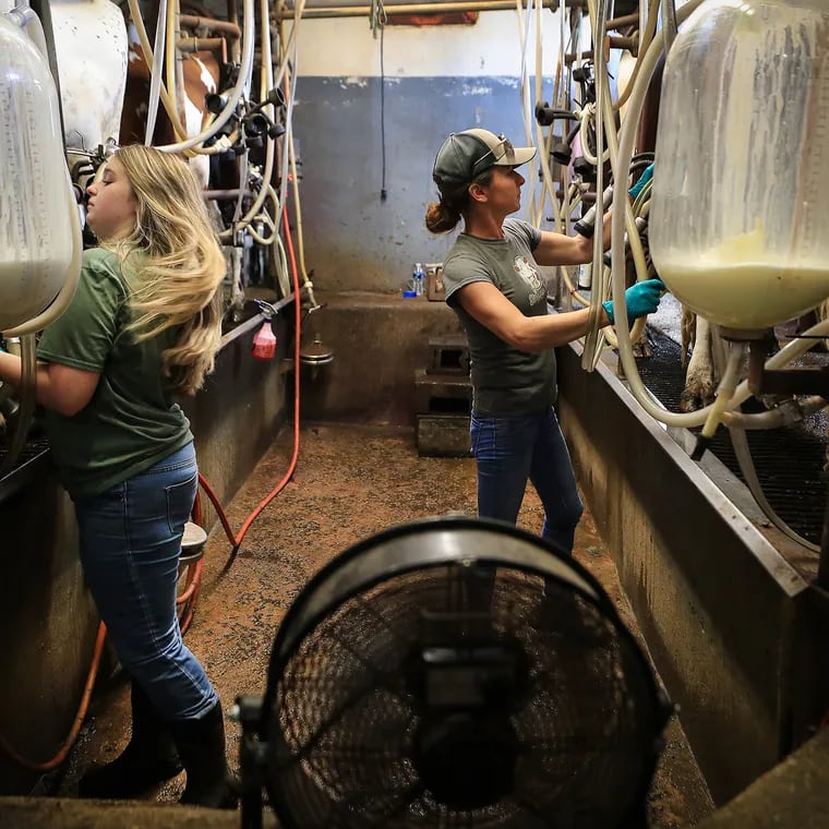 Ava Kaskela (left) and Becky Baily (right) milk the cows in the milking parlor at Baily's Dairy Farm in West Chester, Pa. on June 14, 2021.