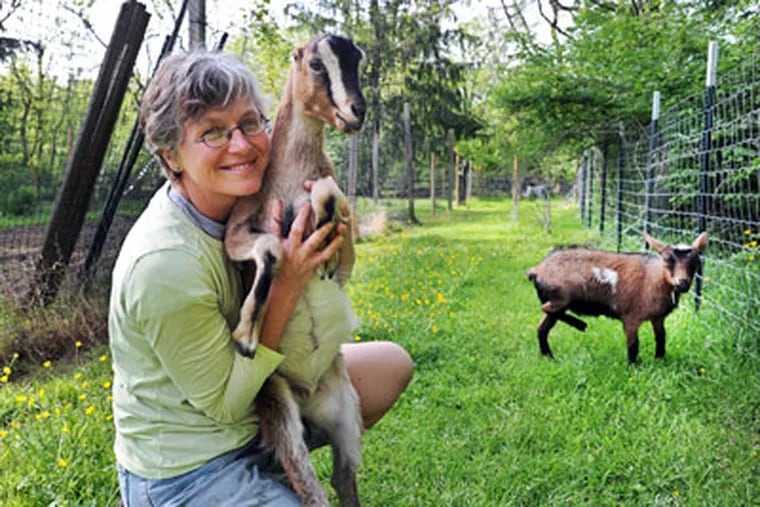 Urban farmer Laurie Jenkins of Flourtown has six goats and makes her
own chevre, which she sells. Jenkins is holding Honeysuckle, a lamancha goat, only 9 weeks old.