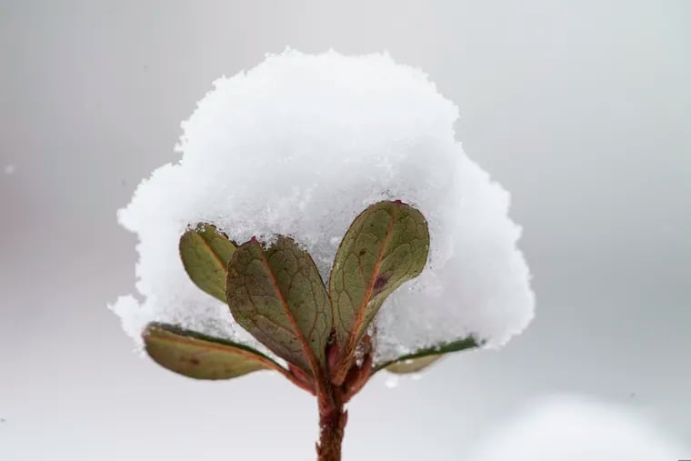 How many days until spring? A plant holds an accumulation of snow on Saturday in Maryland from the storm that that reminded the Midatlantic and Northeast that winter was still around.
