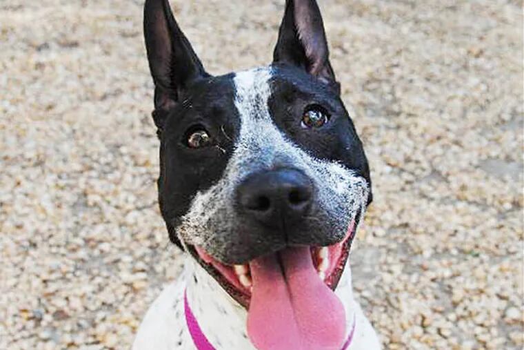 THE Daily News Pet of the Week is Oreo, a 6-to-12-month-old Australian cattle dog mix at the Philadelphia Animal Welfare Society. (Dan Shepard)