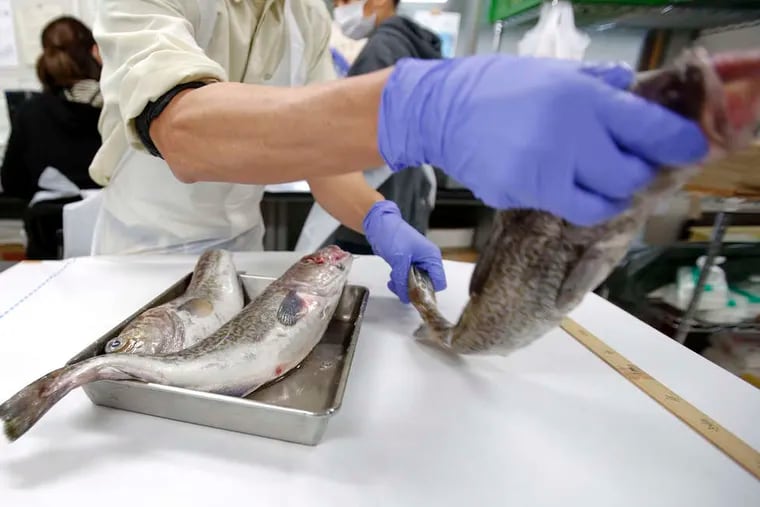 A fish is measured at a lab in Onjuku, Japan, for signs of radioactive contamination. Leaks of contaminated water into the Pacific Ocean from Tokyo Electric Power Co.'s Fukushima Dai-Ichi nuclear plant, damaged in the March 2011 earthquake and tsunami, have raised questions about the safety of eating seafood caught near Japan and the Korean peninsula and have led South Korea to ban some imports of Japanese marine products.