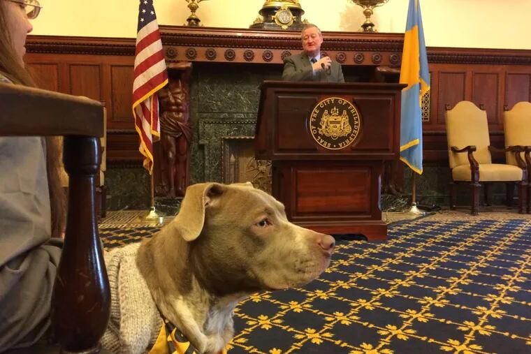 Ferny, a pit bull mix, attended an afternoon news conference where Mayor Kenney supported a new coalition to end pet euthanasia in the city.