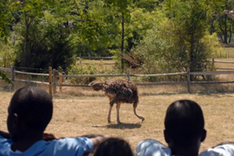 Young visitors to the Cape May County Park and Zoo watch an ostrich and a giraffe in the 57-acre African Savanna exhibit, which also has zebra and bongo residents.