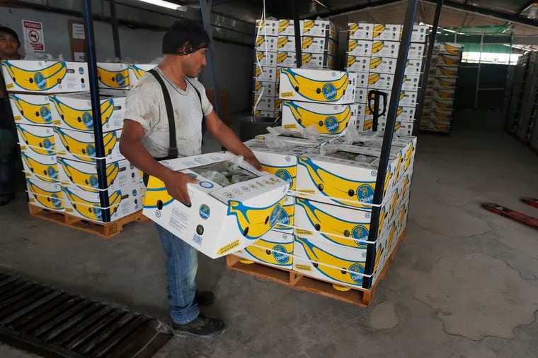 A worker stacks a box of freshly harvested Chiquita bananas to be exported, at a farm in Ciudad Hidalgo, Mexico, on Friday.