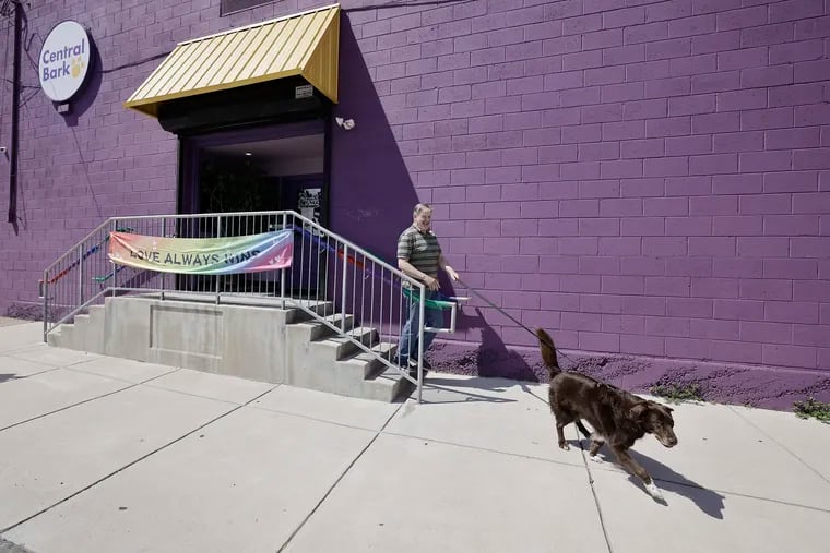 Dog training and daycare in Philadelphia in high demand as workers return to offices