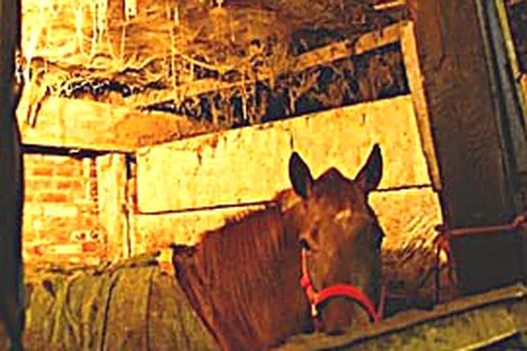 A horse in a dimly lit stall at a rowhouse stable closed by the city yesterday for deplorable conditions. (David Maialetti / Daily News)