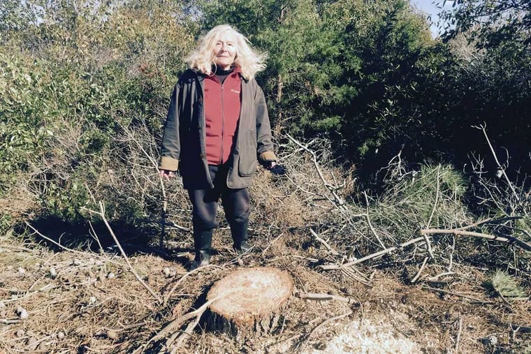 Avalon resident Elaine Scattergood stands next to the stump of one of hundreds of Japanese black pines that the borough cut down.