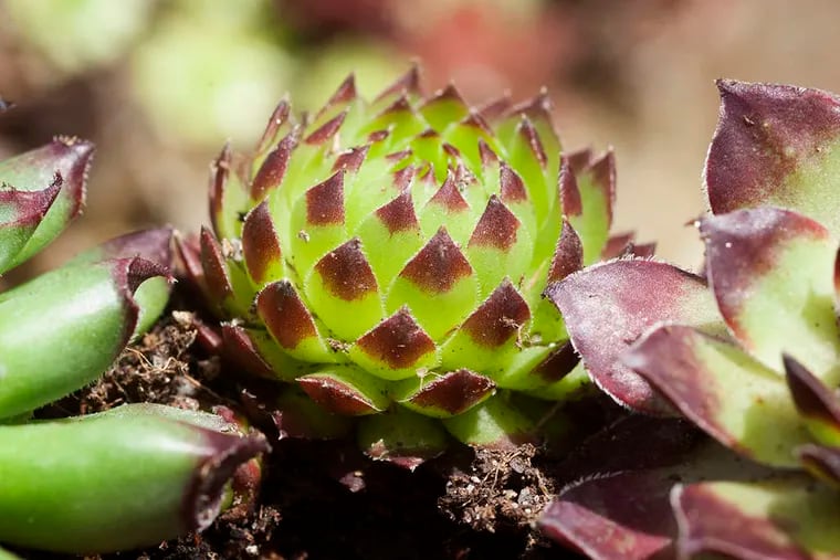 The textural rosettes, subtle colors, and quirky features of tiny succulents - like Sempervivum sobolifera (above) - lend themselves to creating unusual and prized wreaths.