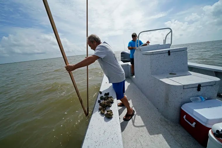 Mitch Jurisich and his brother Frank Jurisich, right, checks on oysters from their oyster beds in the aftermath of Hurricane Ida in Plaquemines Parish, La., Monday, Sept. 13, 2021. Ida's heavy rains caused freshwater and sediment to flood coastal estuaries, killing the shellfish, Mitch Jurisich said. (AP Photo/Gerald Herbert)