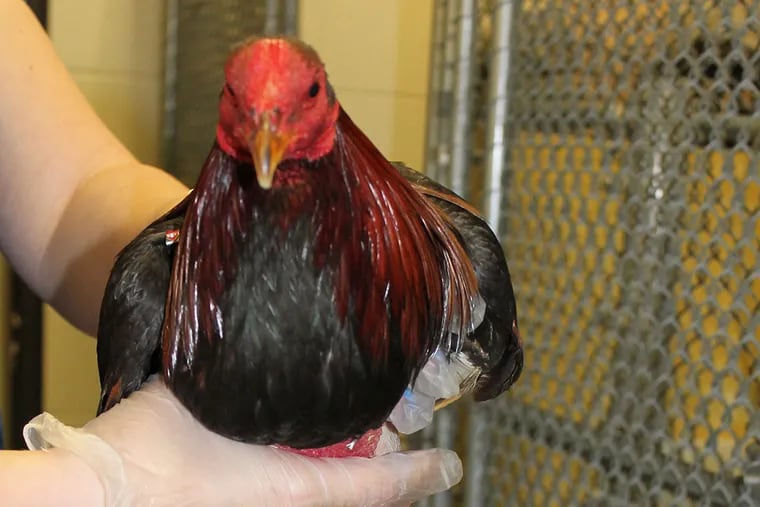 The Pennsylvania SPCA seized 36 birds in a case of suspected cockfighting from a residence in the city’s Kensington section.