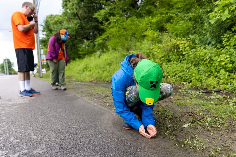 Aria Rodriguez, 9, (right), scoops up a baby toad, or toadlet, as her mother Silveria Rodriguez (center) and fellow volunteer Mike Holmquist (left) look for others in the grass along the Upper Roxborough Reservoir Preserve in the city's Roxborough neighborhood.