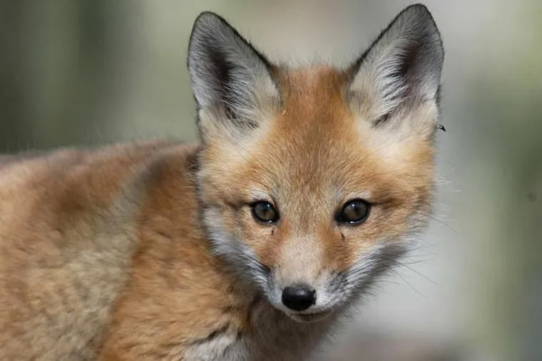 A red fox pup.