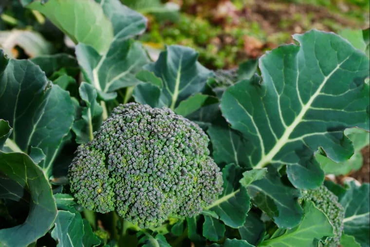 Harvest your broccoli, and keep at it this summer. 