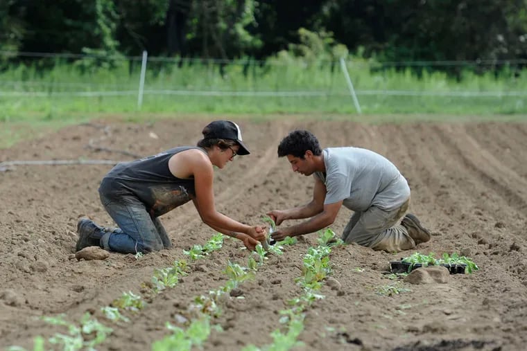 Kneehigh Farm owner Emma Cunniff (left) and farmhand Noah Cohen plant lettuce in freshly tilled soil.