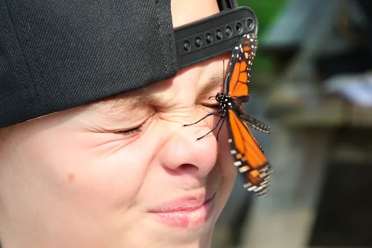 Ruby Naumann, 9, of Philadelphia, gets checked out by a monarch before it flies off her nose during a tagging demonstration as part of the Monarch Monitoring Project in Cape May. Butterflies use their legs to taste and their antennae to smell, and this one was getting a taste of Ruby.