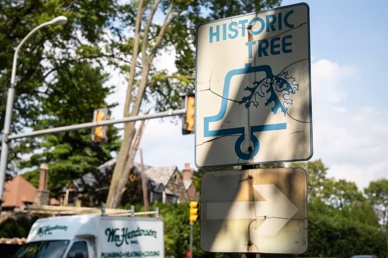A sign reads "Historic Tree" at City Avenue and 71st Street.