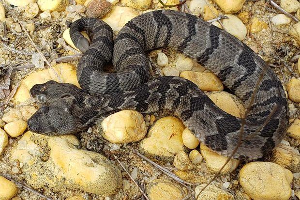 Two-headed timber rattlesnake found in New Jersey pine barrens