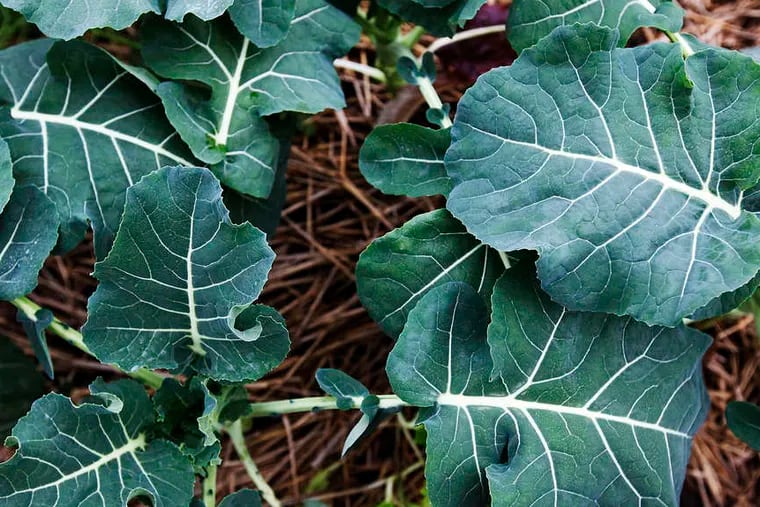 Broccoli, among crops whose growing season is extended with a high tunnel, which keeps the plants warm and dry.