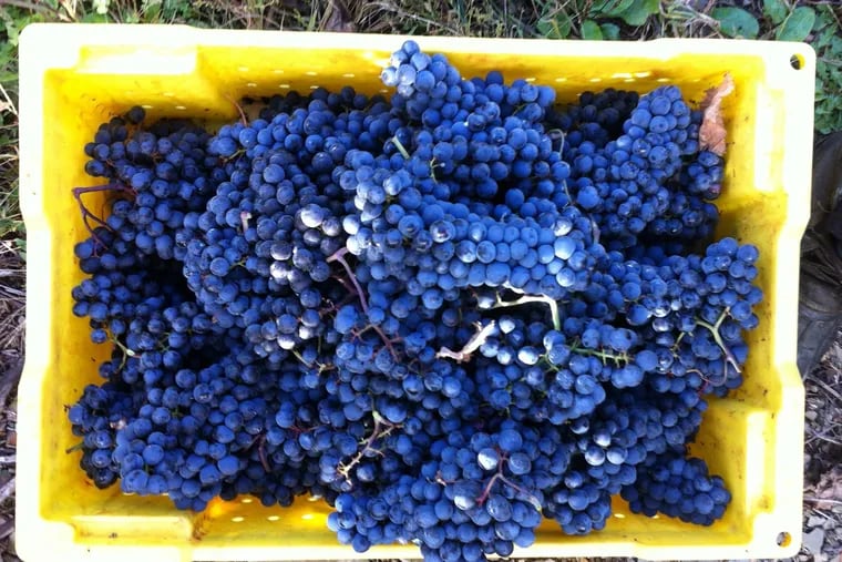 A cluster of Cabernet Franc Graes from Galen Glen Winery in Andreas, Pa.